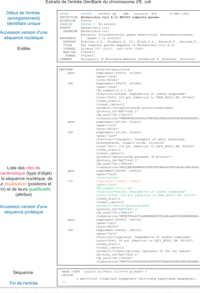 Fig. 2.1 – Extraits de l’entr´ee GenBank du chromosome d’E. coli K-12(U00096.gbk)