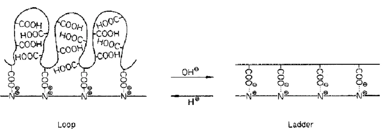 Figure  3.  Reversible  structural  changes  of  PMAA  with  respect  to  the  solution  pH (8)