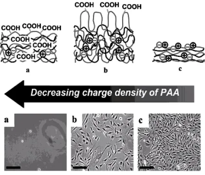 Figure 10. Schematics of the film structures and phase contrast micrographs of  murine  NR6WT  fibroblasts  seeded  onto  (a)  a  (PAH/PAA) 20  film  prepared  from  the solutions of PAH and PAA at pH=2.0 (b) a (PAH/PAA) 20  film prepared from  the  soluti