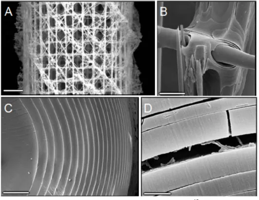 Figure 11. Structure of deep sea sponge Euplectella sp. 15  (A) Macroscopic  image of the cage structure