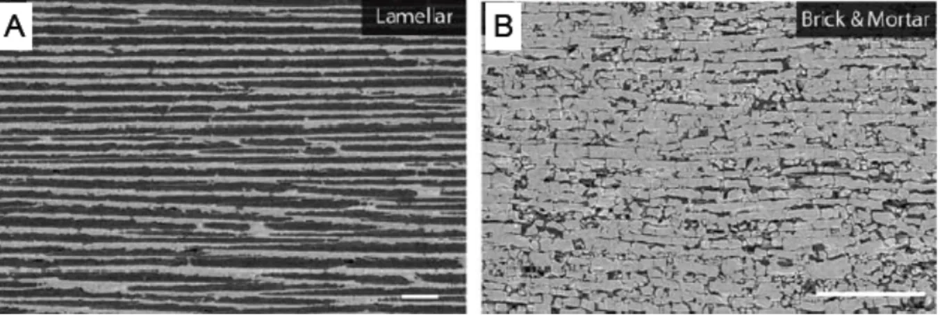 Figure  16.  SEM  images  of  biomimetic  composites  prepared  by  ice- ice-templating:  (A)  Lamellar  structure  (B)  Brick  and  mortar  structure