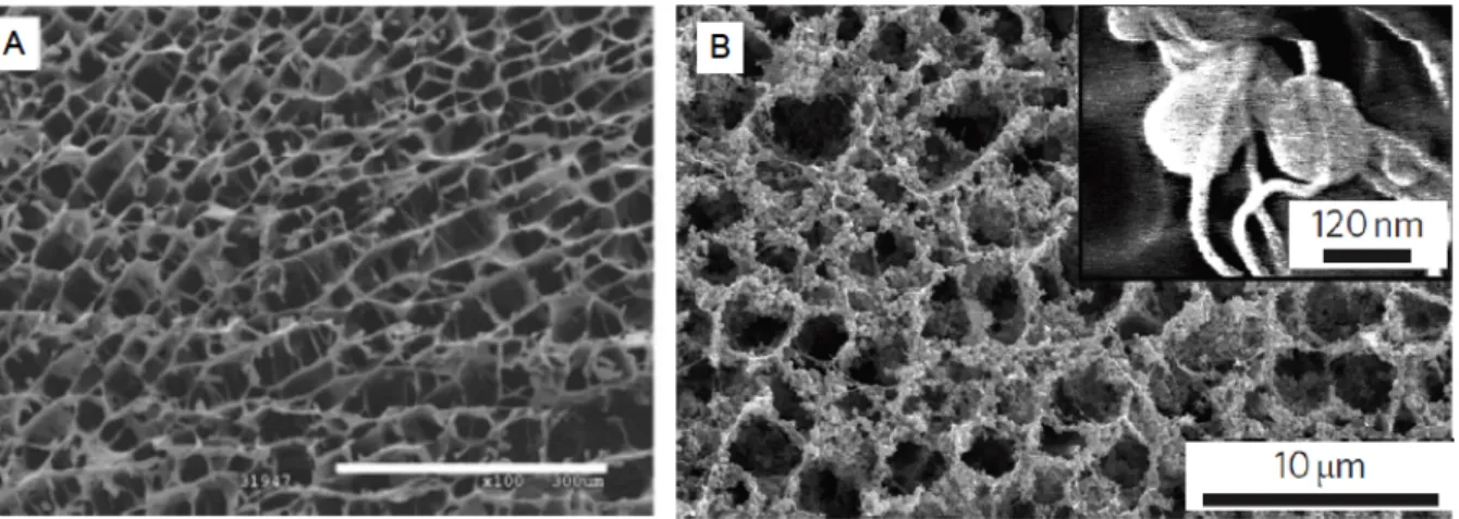 Figure 19. (A) SEM image of the cellular structure of amylopectin aerogel  reinforced with 40% of microfibrillated cellulose