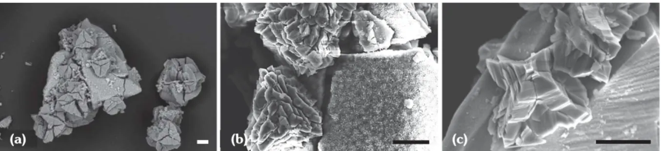 Figure  3.19 — Morphologies  des  zéolithes  précipitées  à  la  surface  des  grains  de  verre  dans  les  essais  (a) RA– 