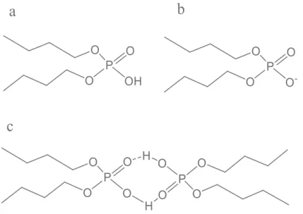 Figure 1-2. Structures of the acidic organophosphorus extractant DBP, (a)  acidic monomer, (b) conjugated base, (c) dimeric form 
