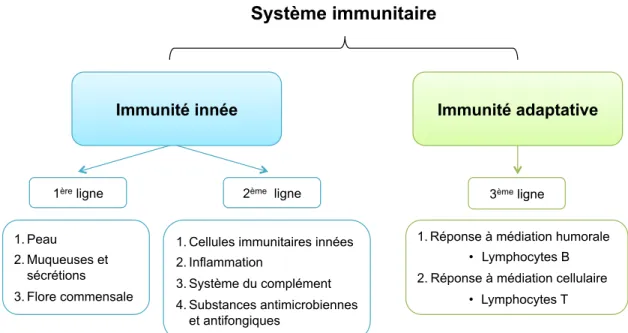 Figure 1 : Différentes lignes de défense du système immunitaire inné et adaptatif. 