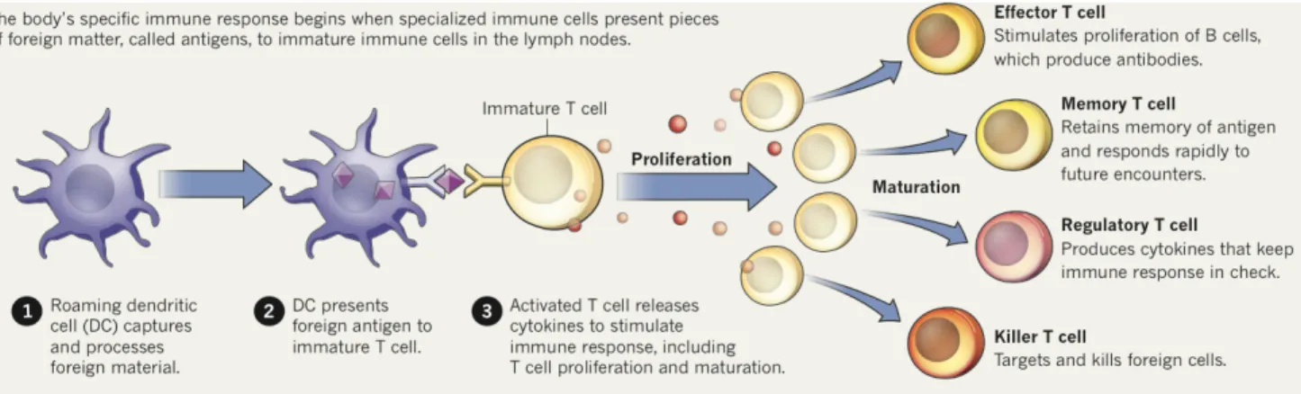 Figure 7 : Présentation de l’antigène par les CD et prolifération et maturation des cellules T (Elert, 2013)