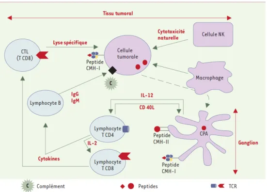 Figure  11 :  Mécanismes  de  contrôle  des  cellules  tumorales  selon  Catros-Quemener  (Catros-Quemener  et  al.,  2003) 