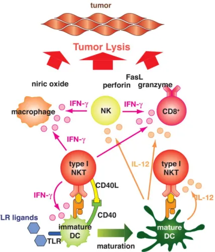 Figure 13 : Rôle des cellules NK et NKT dans la réponse antitumorale (Terabe and Berzofsky, 2008)