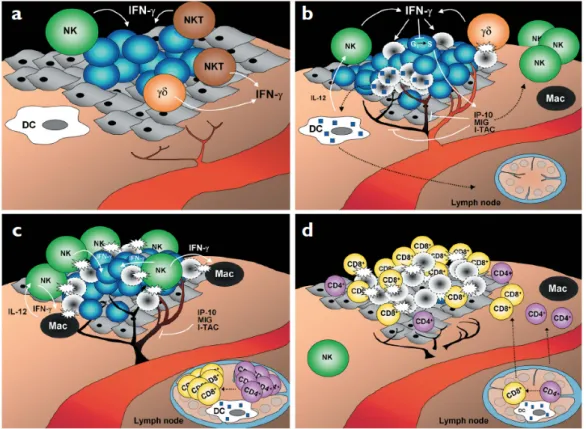Figure  16 :  Mécanismes  de  la  réponse  immunitaire  antitumorale  selon  la  théorie  de  l’immunoédition  et  le  modèle proposé par Schreiber et collaborateurs (Dunn et al., 2002)