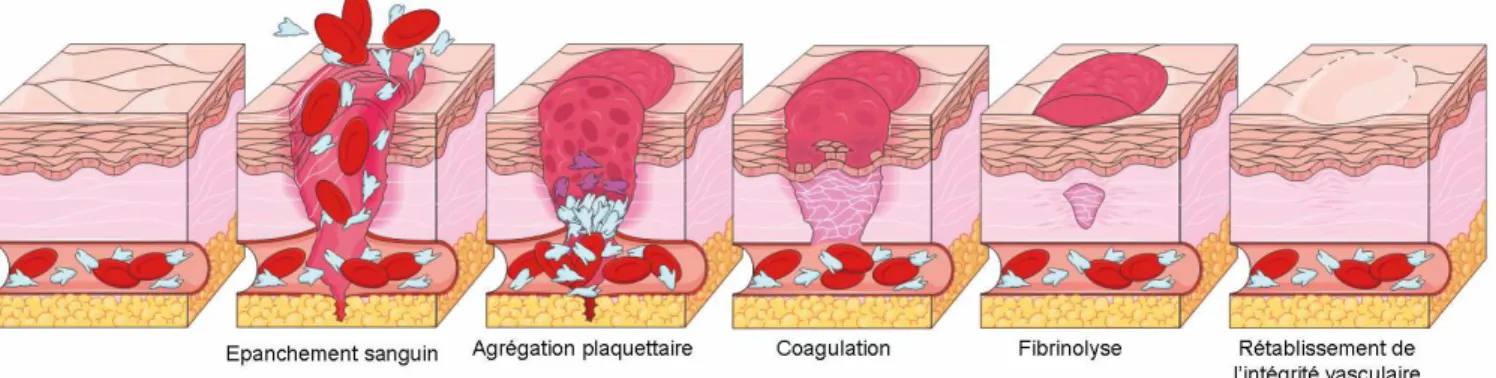 Figure 9 : L’hémostase : coagulation et fibrinolyse