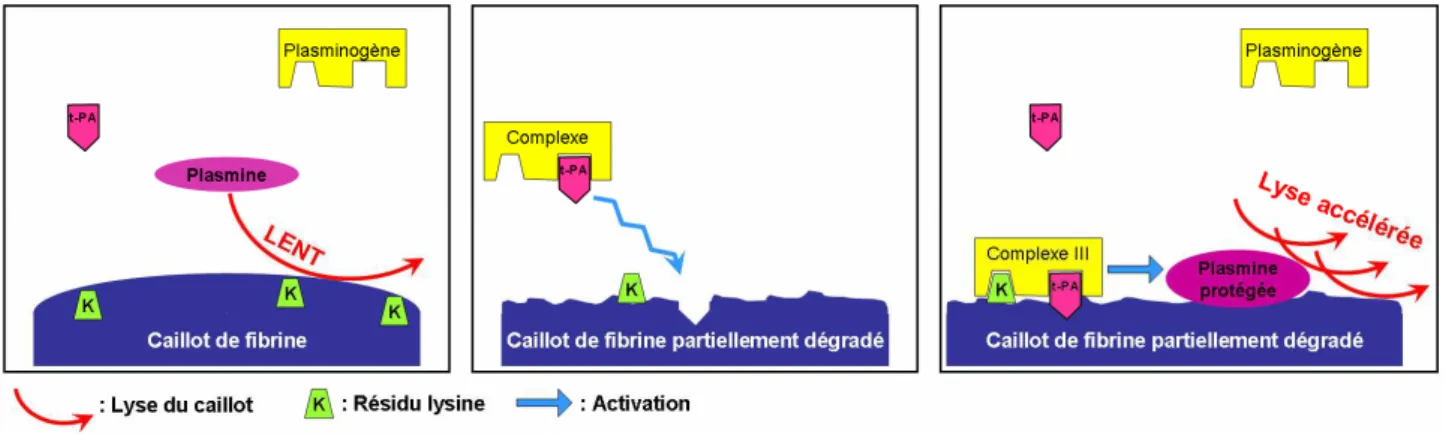 Figure 16 : Activation de la plasmine par la fibrine et le t-PA 52