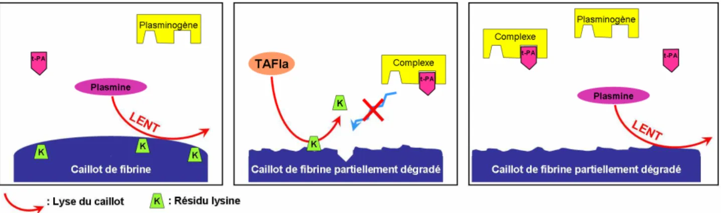 Figure 18 : Ralentissement de la fibrinolyse dû à l’inhibition par TAFIa 