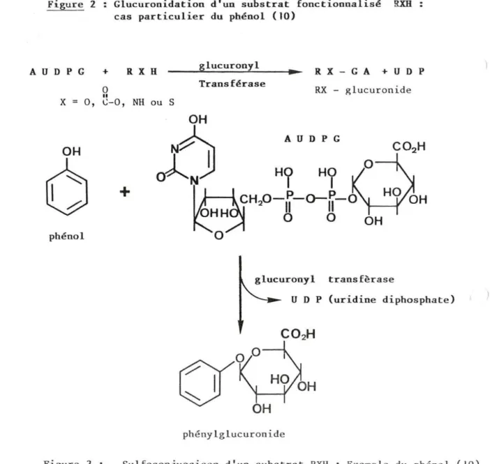 Figure  2  Glucuronidation  d'un  substrat  fonctioonalisé  RXB  cas  particulier  du  phé nol  (10) 