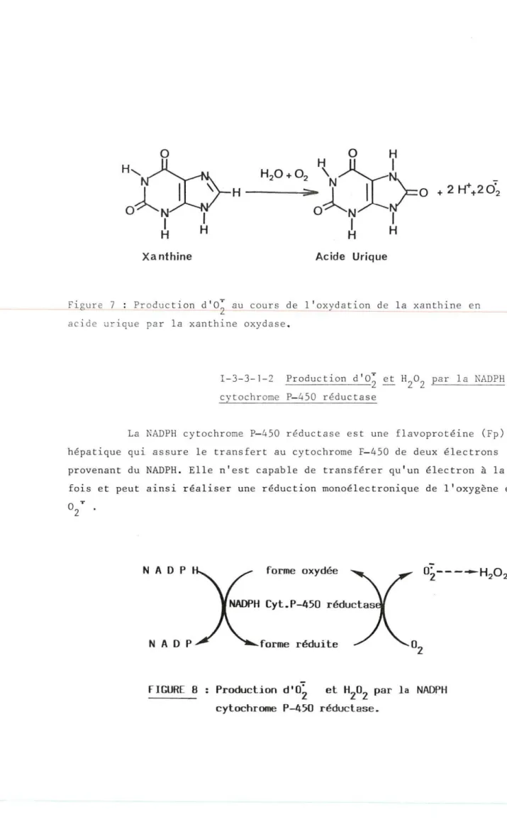 Figure  7  :  Production  d'a;  au  cours  de  l ' oxydation  de  la  xanthine  en  acide  ur ique  par  la  xanthine  oxydase