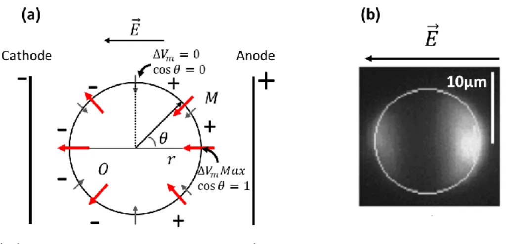 Figure 1-26 : Schéma illustrant les différents effets obtenus lors de l’application d’impulsions électriques sur  une cellule (d’après Aude Silve, thèse universitaire, 2011).