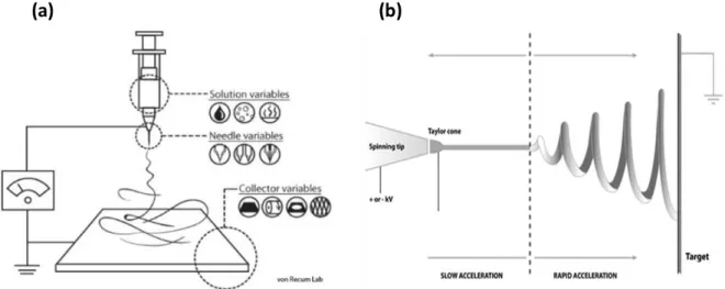 Figure  2-4  :  (a)Schéma  de  principe  du  dispositif  expérimental  et  des  composants  additionnels  de  l'électrospinning ; (b) Effet du champ électrique sur une solution polymérique dans le cadre de l’électrospinning