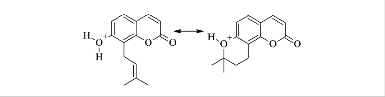 Figure 25. Stabilisation de la 7-hydroxy-8-diméthylallylcoumarine ([M+H] + =231) sous la forme  3’,4’-dihydroséséline