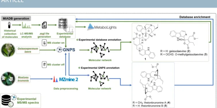 Fig. 2 MS/MS guided isolation of monoterpene indole alkaloids using MIADB. 
