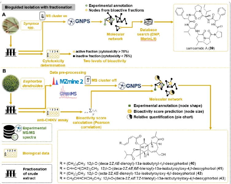 Fig.  8  Layering  of  biological  data  over  molecular  networks.  A:  targeted  isolation  of  samoamide  A  (39)  from  Symploca  spp