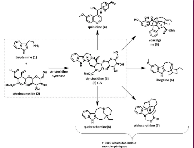 Figure 2. Biosynthèse des alcaloïdes indolomonoterpéniques à partir de la strictosidine
