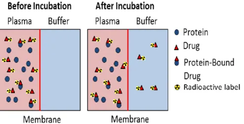 Figure I. 10: Plasma Protein Binding (PPB) assay based on equilibrium dialysis  6 
