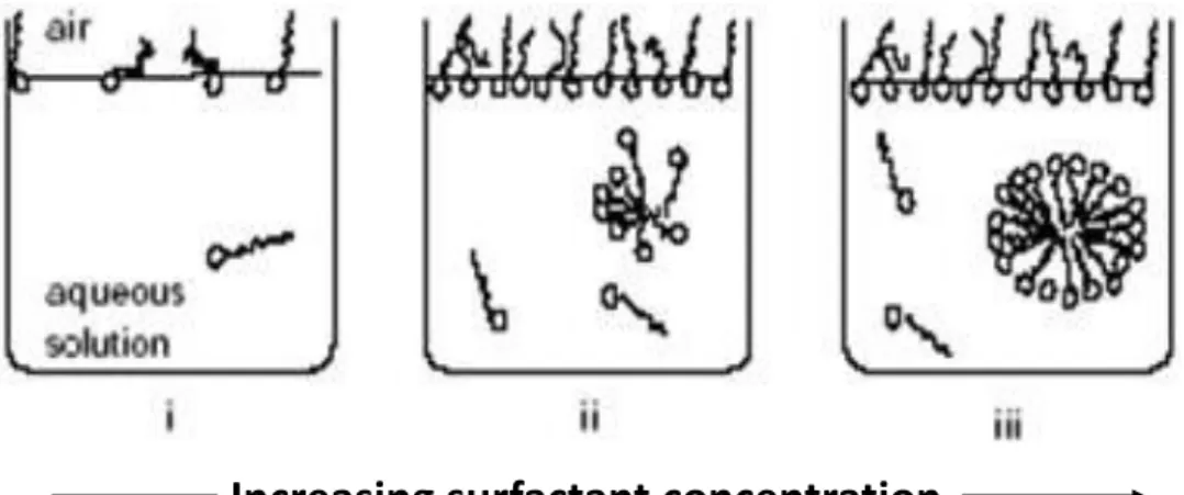 Figure  1.12  An  illustration  of  spherical  micelle  (for  dodecyl  sulfate)  emphasizing  the  liquid-like character with a disordered hydrocarbon core and rough surface
