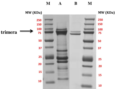 Figure 34: SDS–PAGE of trimera solutions after Ni column and gel filtration chromatography.