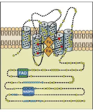 Figure 2: Representative structure of the core region of NADPH oxidase enzymes 