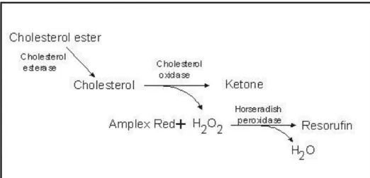 Figure 30: Normalized absorption and fluorescence emission spectra of resorufin Figure 29:  Enzymatic Reaction for Cholesterol Quantitation