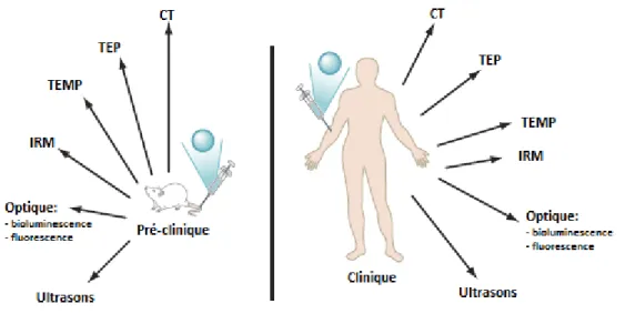Figure 4. Applications de l'imagerie moléculaire in vivo en préclinique et en clinique (adaptée de James et Gambhir 1 ) 