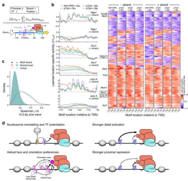 Figure 4. Position, orientation, and helical face preferences among yeast TFs.