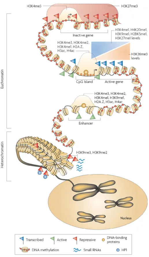 Figure 4: Overview of different histone modifications present at different classes of DNA 