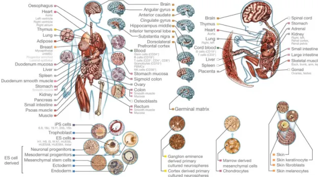 Figure 6: Overview of human tissues and cell lines used profiled by the Roadmap Epigenomics  Consortium