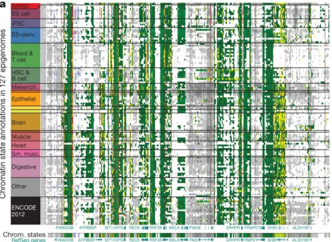 Figure 7: ChromHMM-predicted chromatin states across epigenomics of 127 human tissues  and cell lines