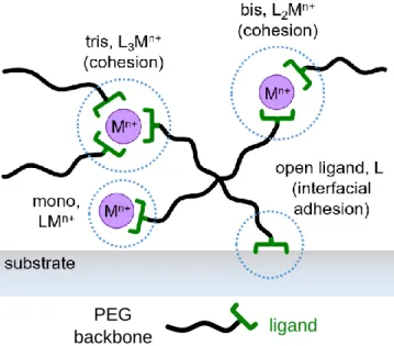Figure 2.11. A schematic of L x M n+  complexes in a 4PEG-ligand (L) + metal ion (M n+ ) transient hydrogel and  their proposed contributions to gel cohesion and interfacial adhesion
