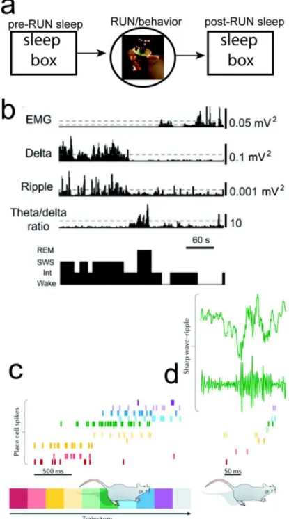 FIGURE 1. Study of Rodent Hippocampal Memory and Sleep