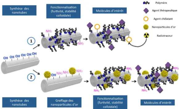 Figure 2 : Illustration des deux stratégies d’élaboration étape par étape du nanohybride à base de nanotubes de  titanate pour des applications biomédicales