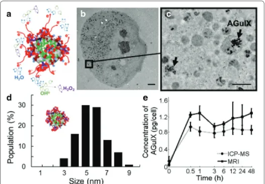 Fig. 1  AGuIX uptake studies. a Schematic representation of the activation induced by the external X-ray  irradiation on the AGuIX