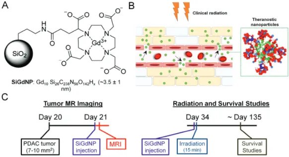 Fig. 1. Experimental design and concept. (A) Illustrative representation of ultra-small (~3 nm) SiGdNP