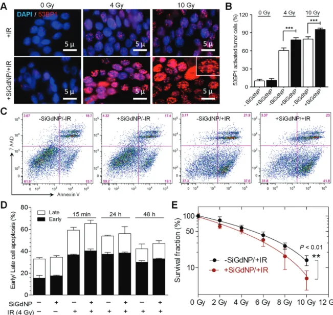 Fig. 2. In vitro radiation studies. (A) Qualitative and quantitative evaluation of radiation damage in pancreatic cancer cells (capan-1) treated +/−SiGdNP (0.43 mg/mL) at 0, 4 and 10 Gy (220 kVp)