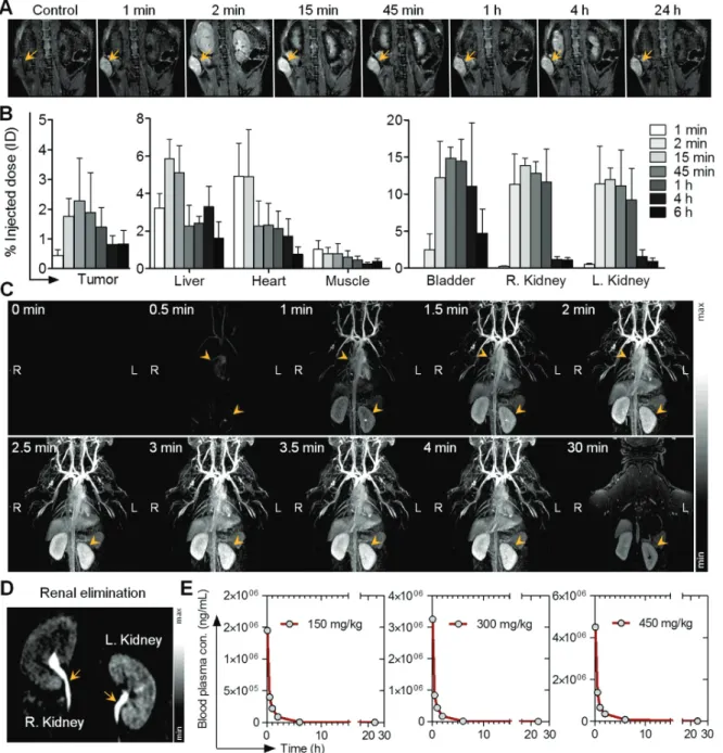 Fig. 3.Whole body MR imaging and blood plasma kinetics in mice and monkeys. (A – B) T1-weighted MR imaging (7T, Bruker BioSpec, US) of SiGdNP (0.25 mg/g) injected in mice bearing capan-1-pancreatic tumors (n = 3/group) shows early tumor discrimination (at 