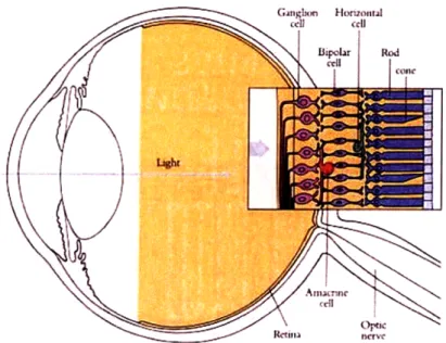 Figure  2-1:  The  structure  of the  eye.  The  enlarged  retina  at  right  depicts  the  retinal layers  and  cell  types