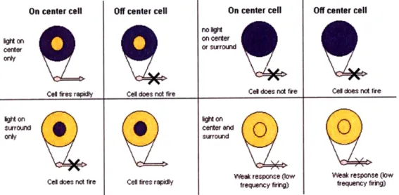 Figure  2-2:  Center-surround  receptive  fields.  Response  of  ON  and  OFF  cells  to various  light  stimuli
