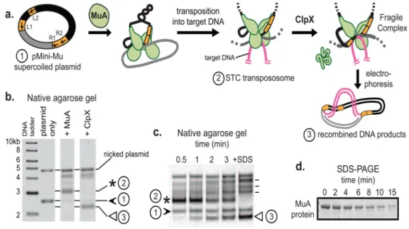 FIGURE 1. In vitro assays for MuA complex assembly and recognition by ClpX or ClpXP A) MuA transposase monomers and host protein HU (not depicted for clarity) are incubated  with a supercoiled plasmid substrate (1, “pMini-Mu”) containing left and right pha