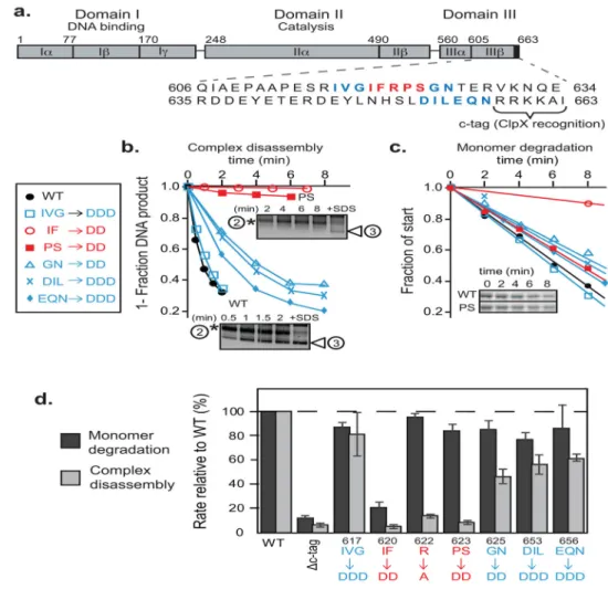 FIGURE 2. A sequence region Ile 620 -Ser 624  forms a critical interaction between MuA complexes  and ClpX