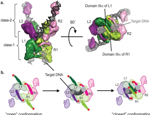 FIGURE 9. Model of conformational changes in MuA complex during transposition