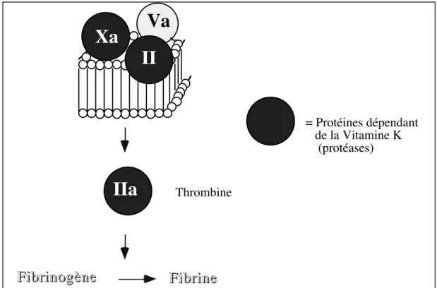 Figure 6: Complexes d'activation du facteur II au niveau de la cascade de la coagulation  sanguine 