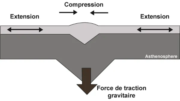 Figure 18 : Modèles expliquant le fluage lithosphérique lié à une force gravitaire verticale