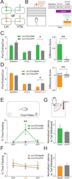 Figure 5. Excitation of LH-VTA projections promotes, while inhibition attenuates, compulsive  sucrose-seeking