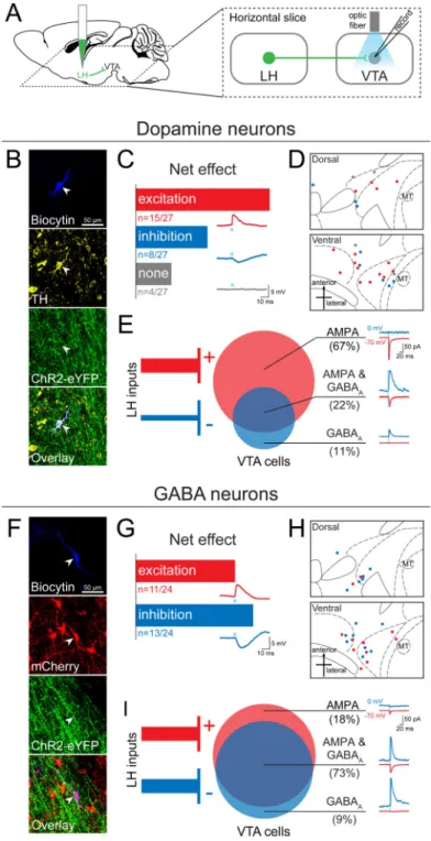 Figure 6. The LH sends a mixture of excitatory and inhibitory projections to both dopamine  (DA) and GABA neurons in the VTA